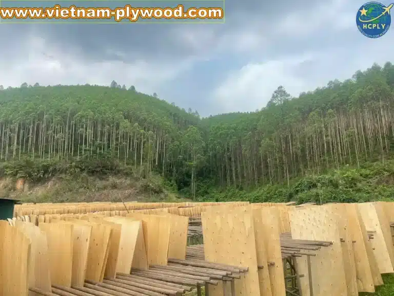 eucalyptus core veneer vietnam export high density hcply